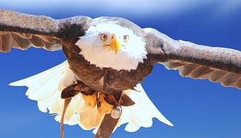 Energie update Blauwe Adelaar levenspad 17-19 juni 2019